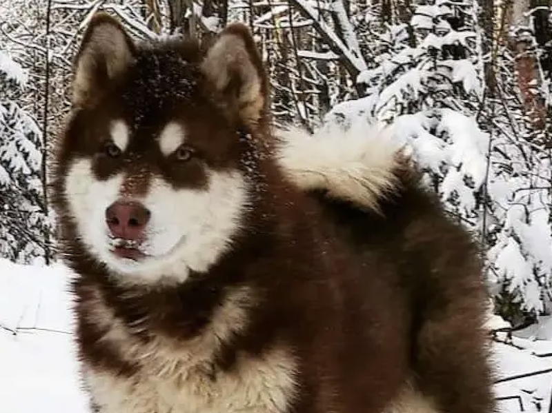 BEARMALS WONDER BEAR